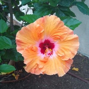 Meet your Posher, Petrie